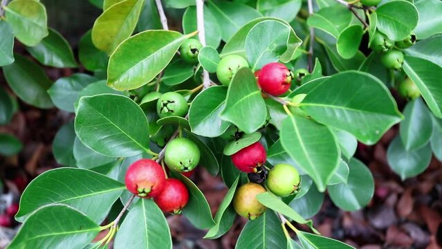 Closeup of red ara&ccedil;&aacute; fruit on branches.