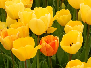 spring and the tulips have arrived