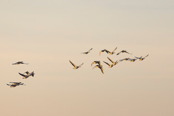 Grupo de ocas silvestres (anser anser) volando al amanecer