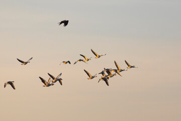aguilucho lagunero occidental​ (Circus aeruginosus) volando alrededor de un grupo de anseres comunes (anser anser) al amanecer