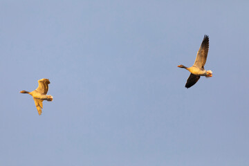 Grupo de ocas silvestres (anser anser) volando al amanecer