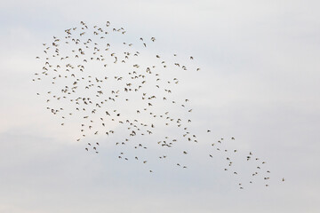 Grupo de correlimos comunes o playeros comunes (Calidris alpina) volando sobre un lago