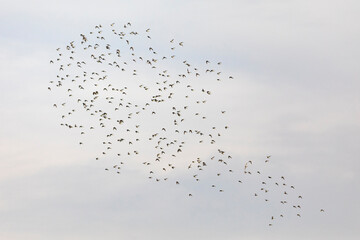 Grupo de correlimos comunes o playeros comunes (Calidris alpina) volando sobre un lago