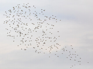 Grupo de correlimos comunes o playeros comunes (Calidris alpina) volando sobre un lago