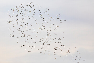 Grupo de correlimos comunes o playeros comunes (Calidris alpina) volando sobre un lago