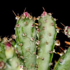 cactus close up 4