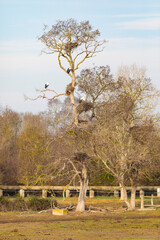 Cigüenas blancas (ciconia ciconia) en sus nidos en un árbol