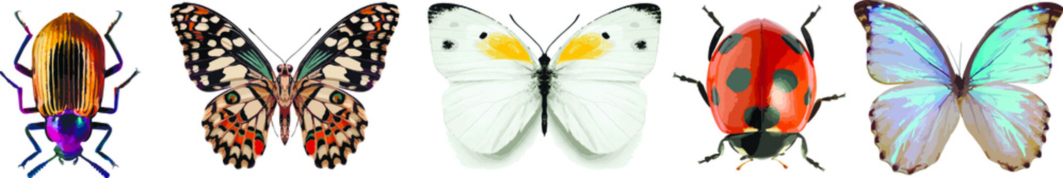 Set of graphical hand-drawn bugs, butterfly