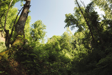 Obraz premium old forest landscape, trees and green plants