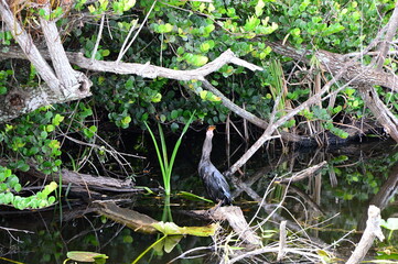 Sumpf Landschaft im Everglades National Park, Florida