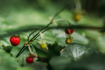 Walderdbeeren im Detail horizontal