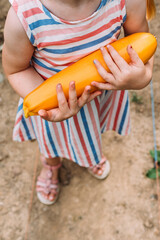 Kind hilft bei der Ernte einer Kürbis im Herbst