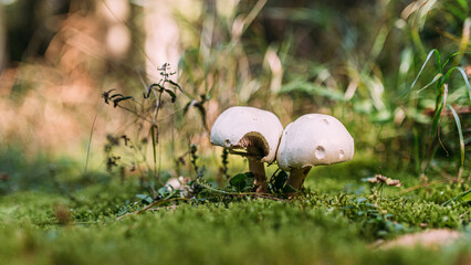 Zwei Pilze im Wald mit Schaustellen