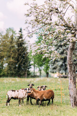 Gruppe von Schafen auf einer Frühlingswiese