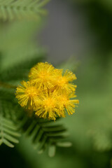 春の香水ミモザ