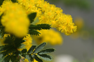 春の香水ミモザ