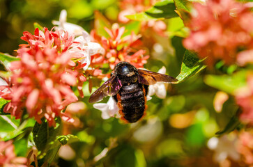 Close up of a bumblebee on a white flower