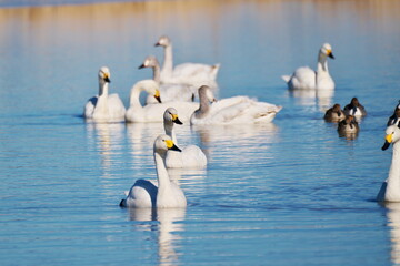 厳しい寒さを避けて