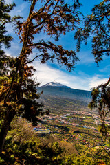 Fototapeta na wymiar Pico del Teide entre árboles