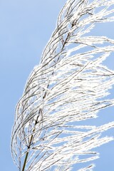 grass, sugarcane flower and sky