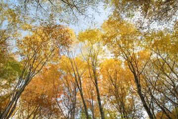 Fototapeta premium 紅葉