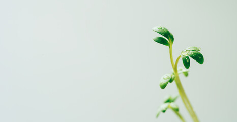 Young shoot of microgreen under sunlight. Long banner