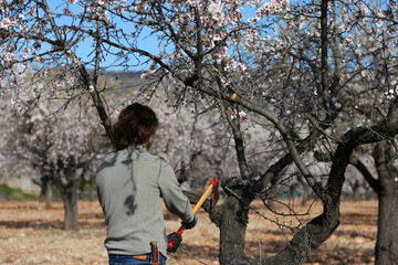 Farmer man splitting branch of almond tree with axe during flowering