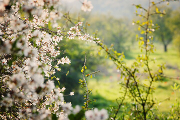 background of spring cherry blossoms tree. selective focus