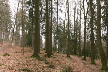 a coniferous forest in early spring