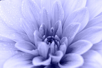 Dahlia with drops on petals close-up