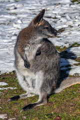 Bennett`s wallaby in the unusual environment. Latin name - Macropus rufogriseus