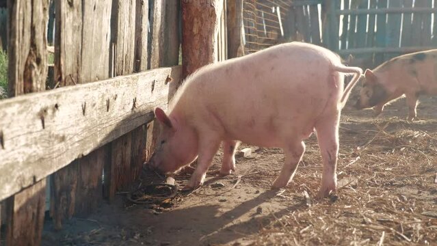 pigs on farm. pig running on farm on the ground slow motion video. pigs on farm business natural farming concept agribusiness. pig is digging the ground