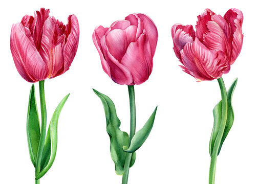 Tulips, beautiful pink flowers on an isolated white background. Watercolor botanical illustration. Design elements