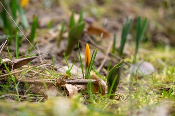 Spring flowering - Crocus flower in the grass in nature. Slovakia