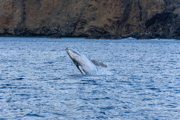 Fototapeta premium Ogasawara island