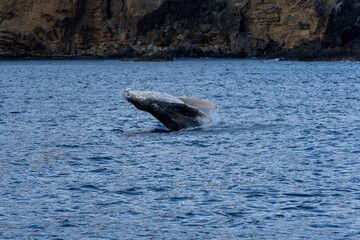 Ogasawara island