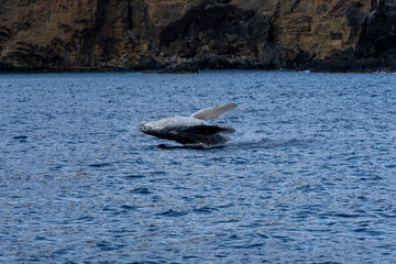 Ogasawara island