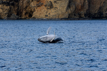 Fototapeta premium Ogasawara island
