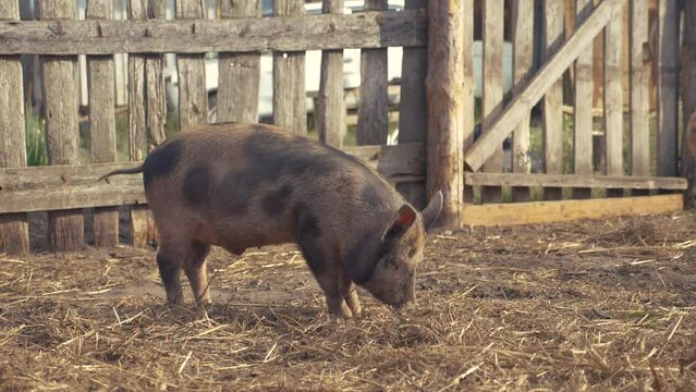 farm agriculture slow motion video concept. piglet a group livestock looking for food sniffing. hog swine run walk on pork an old farm agriculture. cute pig dirty group pig