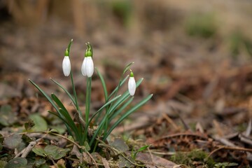 Spring flowering. Snowdrops in the park or garden. Slovakia