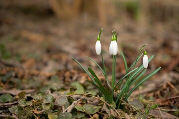 Spring flowering. Snowdrops in the park or garden. Slovakia