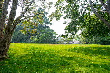 sun rays in the forest