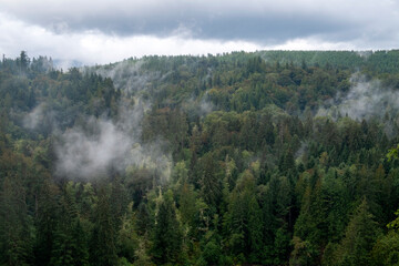 fog in the mountains