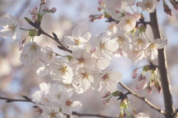 Obraz premium 桜