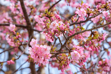 Fototapeta na wymiar Cherry blossoms, Kawazu Zakura tree