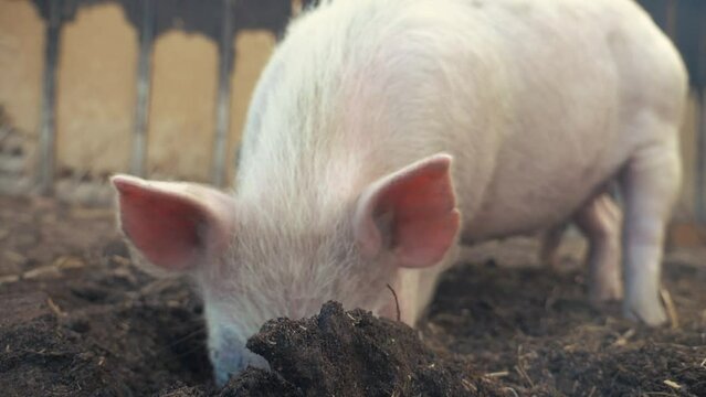 pigs on farm. pig running agribusiness on farm the ground slow motion video. pigs on farm business natural farming concept. pig is digging the ground