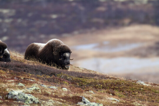 Mammal wildlife with Musk Ox, Autumn scenery in the Dovrefjell, Norway