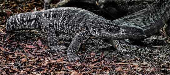 Black-throated monitor. Latin name - Varanus albigularis ionidesi	