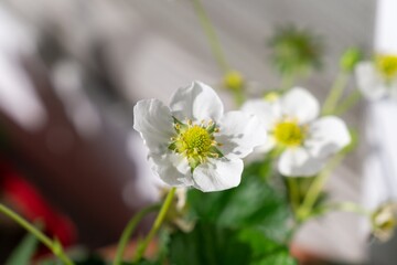 Blooming strawberries in the pot on the balcony. Slovakia