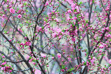 Beautiful flowering Japanese cherry - Sakura. Background with red flowers on a spring day.